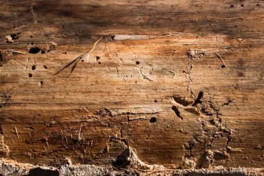 Ağaç kabuğu olmadan eski orman ağacı dokusu tasarım için ilginç doğal desenlere sahip.