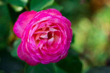 Doğa kavramının bulanık yeşil arka planında parlak kırmızı bir çiçek ve güzel bir bahçe.