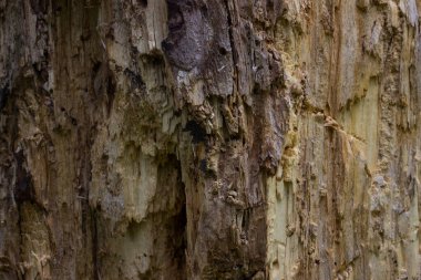Orman odununun pürüzsüz yüzeyi değil. İnşaat için doğal malzeme. Tasarım konsepti için grunge arkaplan.