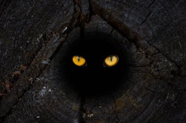 Turuncu gözler eski bir orman kütüğünün kara deliğinde parıldıyor vahşi yaşam kavramının.