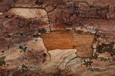 Güzel kahverengi çam ağacı çatlamış ağaç kabuğunun altında saklanır. Tasarım için doğal arka plan.