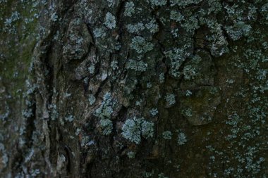 Orman ağacı kabuğu deseni tasarım için yakın plan karanlık desenler doğa kavramını çatlatıyor