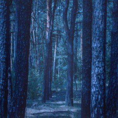 Uzun çam ağaçlarının gövdeleri arasındaki gizemli gece ormanının manzarası olağanüstü ve vahşi yaşam kavramının etrafında hiç kimse yok.