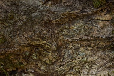 Bir ağaç gövdesinin deseni, doğanın harikaları için düzgün bir yüzeyi ve ince çatlakları olmayan büyüleyici desenlere sahiptir.