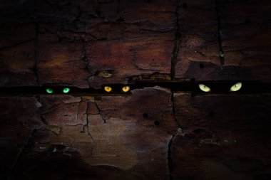 Bir çam ağacının gövdesindeki vahşi hayvanların gizemli, ışıl ışıl gözleri.