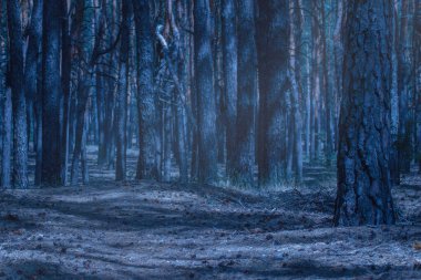 Gece karanlığında gizemli ışık sisi uzun ağaçların ve devrilmiş kozalakların ağaç gövdeleri harika görünüyor.