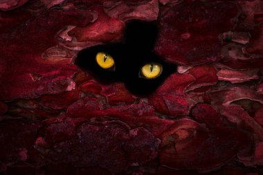 Kırmızı kabuklu bir çam ağacının kara deliğinde parlayan vahşi bir hayvanın turuncu gözleri. Vahşi yaşam ve cadılar bayramı konsepti