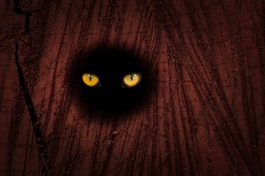 Vahşi bir hayvanın parlak turuncu gözleri, orman ağacının içindeki karanlık oyukta.