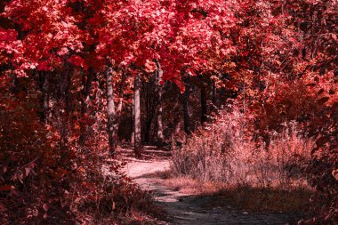 Ormana parlak bir giriş ve ona giden bir patika. Sonbaharın güzelliği, turuncu yapraklarla boyanmış doğa ve çevre kavramı.