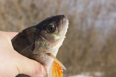 Balık tutma kavramının bulanık arka planına yakalanmış.