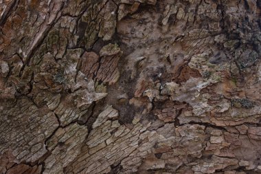 Doğa ve çevre tasarımı kavramı için kısmen budanmış ağaç gövdesini kaplayan güzel çatlak kabuk.