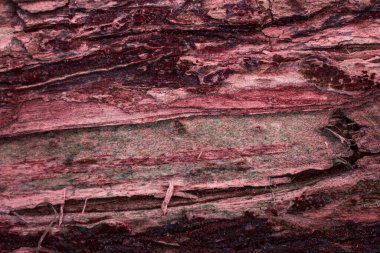 Eski ağaç gövdesinin muhteşem dokusu çatlaklara ve kıymıklara yakın. Tasarım için doğal arkaplan