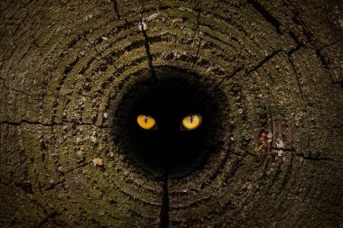 Vahşi bir hayvanın göz kamaştırıcı turuncu gözleri karanlık ve boş bir vahşi doğa kavramında tasarım için soyutlama.