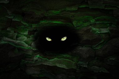 Vahşi hayvan sarı gözleri, bir çam ağacının gövdesinde karanlık bir delikte parıldıyor.