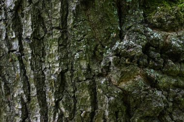 Ağaç kabuğu parlak orman yüzeyi ince koyu çatlaklar yakın plan duvar kağıdı tasarım çevre konsepti için