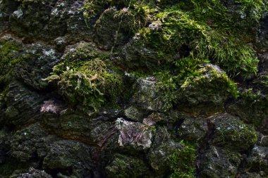 Bir orman ağacının gövdesinin pürüzsüz yüzeyi değil. Kabuğu kısmen parlak yeşil yosun arka planıyla kaplıdır. Yaban hayatı tasarım konsepti için.