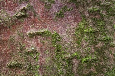 Fantastik orman geçmişi. İnce yeşil yosun katmanıyla kaplı ağaç kabuğu tasarım için doğal doku.