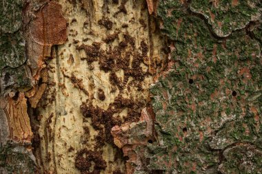 Kısmen soyulmuş yeşil yosun ve tasarım için ham ahşap grunge arka planına sahip çam dokusu