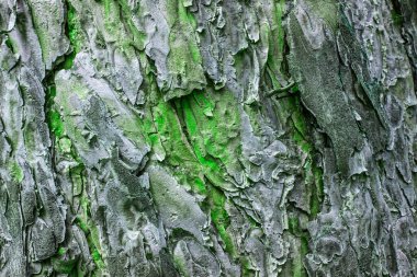 fantezi çam gövde dokusu parlak yeşil yosun ile kaplı tasarım için doğal fantastik arka plan yakın plan