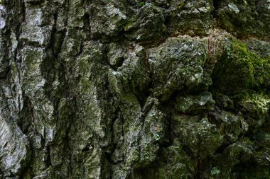 bir orman ağacı gövdesinin pürüzsüz yüzeyi değil tasarım ortamı konsepti için yakın plan