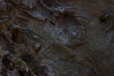 Gri fantezi dokusu düzensiz, büyüleyici desenleri olan gizemli orman ağacı gövdesi tasarım için vahşi yaşam kavramını kapat
