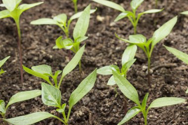 Toprak tarım kavramında büyüyen biber tomurcukları.