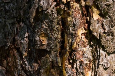 Bir çam ağacının gri-kahverengi kabuğu güneş ışığıyla kısmen aydınlanır. Vahşi yaşam tasarımı için gizemli desenli bir duvar kâğıdı.