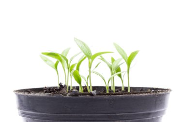 Patlıcan filizleri beyaz arka plan tarım kavramında bir tencerede büyüyor.