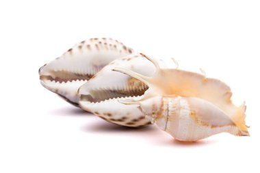 Beyaz arka plan eğlence ve turizm konsepti üzerine üç güzel deniz kabuğu.