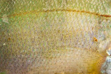 Tasarım için doğal arkaplan balıkçılığı kavramının yüzey dokusu