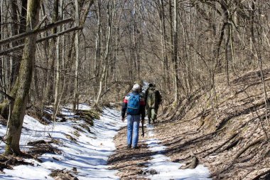 Gezginler parlak bahar ormanlarında yürürler vahşi doğa patikasının güzelliği karla kaplı ve etrafını saran uzun çıplak ağaçlarla