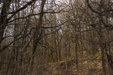 Parlak peri masalı ormanı. Uzun ağaçlar, gizemli çıplak dallar ve yeşil çimenler. Etrafta kimse yok.
