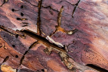 Eski bir çam ağacının parlak dokusu. Doğal desenleri böcek ısırıklarından oluşmuş. Tasarım için arka plan.