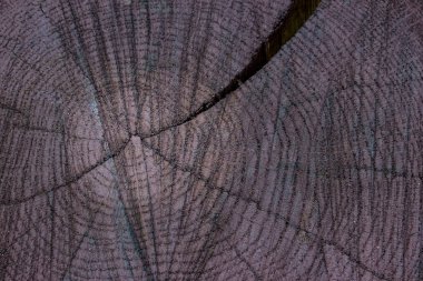 Yuvarlak desenli bir kesikte harika ahşap dokusu ve tasarım için esrarengiz karanlık bir çatlak atmosferi var.