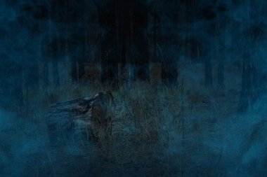 Kütük, yüksek çam ağaçlarının arka planında, gizemli bir ormanın üzerinde uzanıyor. Orman mavi hayalet sisi ile kaplı. Doğa ve Cadılar Bayramı kavramı.