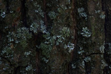 Yaban hayatı tasarım konsepti için gri ağaç kabuğuyla kaplı bir ağaç gövdesinin parlak dokusu