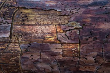 Çok renkli ve çeşitli mistik desenlere sahip bir çam ağacının gövdesinin masal dokusu tasarım için grunge arkaplanı.