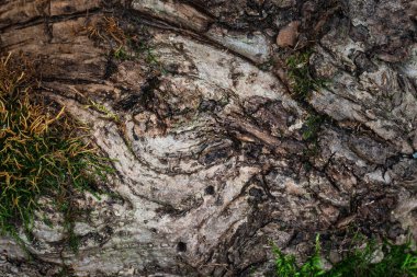 Eski bir ağacın kökünün esrarengiz dokusu kısmen yeşil yosunlarla kaplı doğal tasarım çevresi konsepti için.