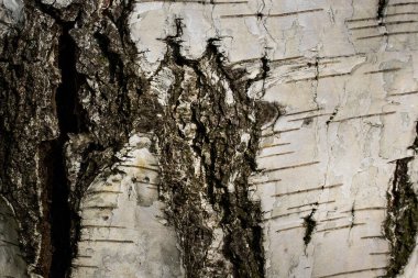 Büyük koyu bir çatlak ve doğal desenli huş ağacı dokusu tasarım için arka planda.