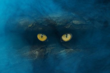 Bir ağaç gövdesindeki koyu bir çatlaktan dışarı bakan turuncu gözler mavi bir hayaletin etrafındaki mistisizm ve cadılar bayramı konsepti.