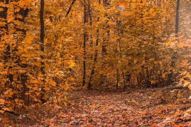 Ormanda, üzerinde sarı yaprakların temiz olduğu ve çevrenin dışında kimsenin olmadığı uzun ağaçlarla dolu, parlak bir sonbahar ormanı.