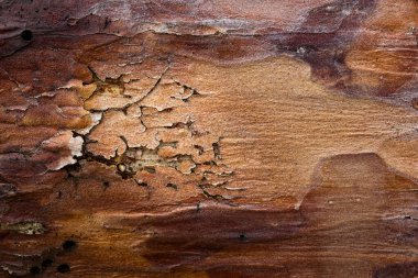 fantastik çam ağacı dokusu kabuk doğal arka plan konsepti üzerinde çatlaklar şeklinde bir desen ile yakın plan tasarımı için