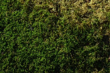 yeşil çimen dokusu arkaplanı