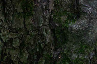 Eski bir ağacın kırık gövdesi karanlık ve esrarengiz kısmen yosun duvar kağıdıyla kaplı vahşi yaşam konsepti için.