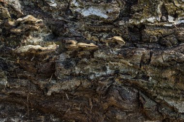 Eski bir ağacın gövdesinin büyüleyici doğal dokusu üzerinde mantarların orman arka planında dizayn için yetiştiği yere yakın.