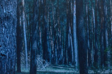 Gecenin bulanık arka planında kalın bir ağaç gövdesi. Kozalaklı bir orman. Gizemli ve heyecan verici bir atmosfer.