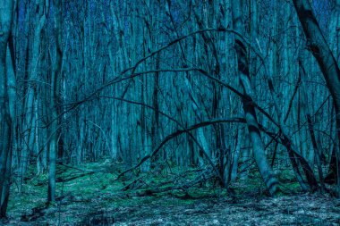 Parlak ve fantastik gece ormanı yoğun büyüyen ağaçlar ve kardamlaları nefes kesici ve güzel.