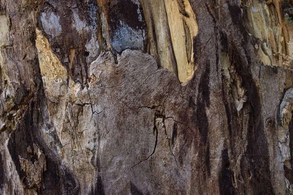 나무껍질의 의나무들은 목공에 자연의 무늬를 시킨다 — 스톡 사진