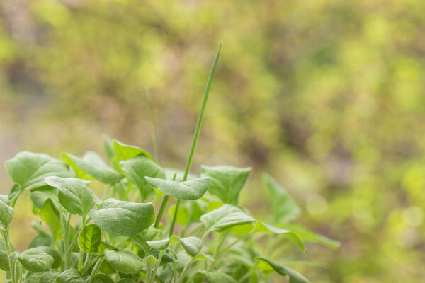 leaves of bright aubergine seedlings on a blurred background of leaves closeup concept of agriculture