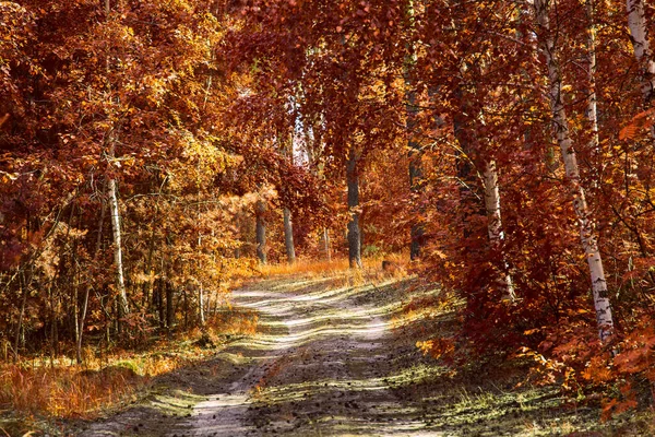 Sentier Automne Mène Long Bosquet Bouleaux Dans Une Pinède Tout — Photo